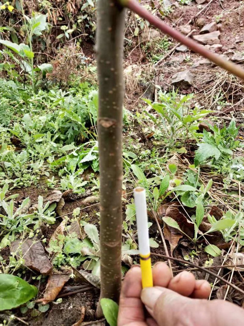 四季香椿高海拔，低平原，全地形栽培，当年栽培当年采收