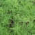 文竹播种苗广州基地直供迷你微景观绿植花卉可水培土养