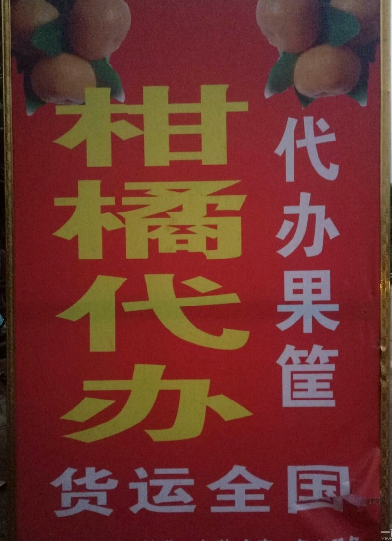 四川产地青见已经成熟，汁多，味甜，洗果，选果一条龙服务