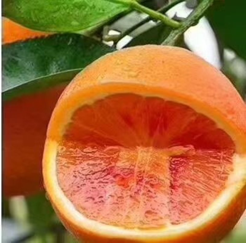 四川鲜塔罗科血橙，现在开始预订！价格优惠
