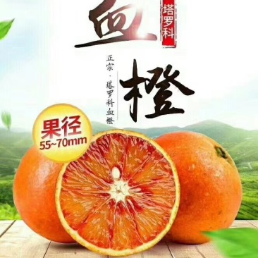 四川鲜塔罗科血橙，现在开始预订！价格优惠