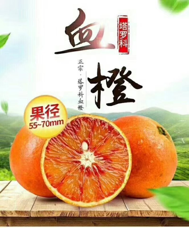 四川鲜塔罗科血橙，现在开始预订！价格优惠