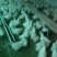 纯种乌鸡五指