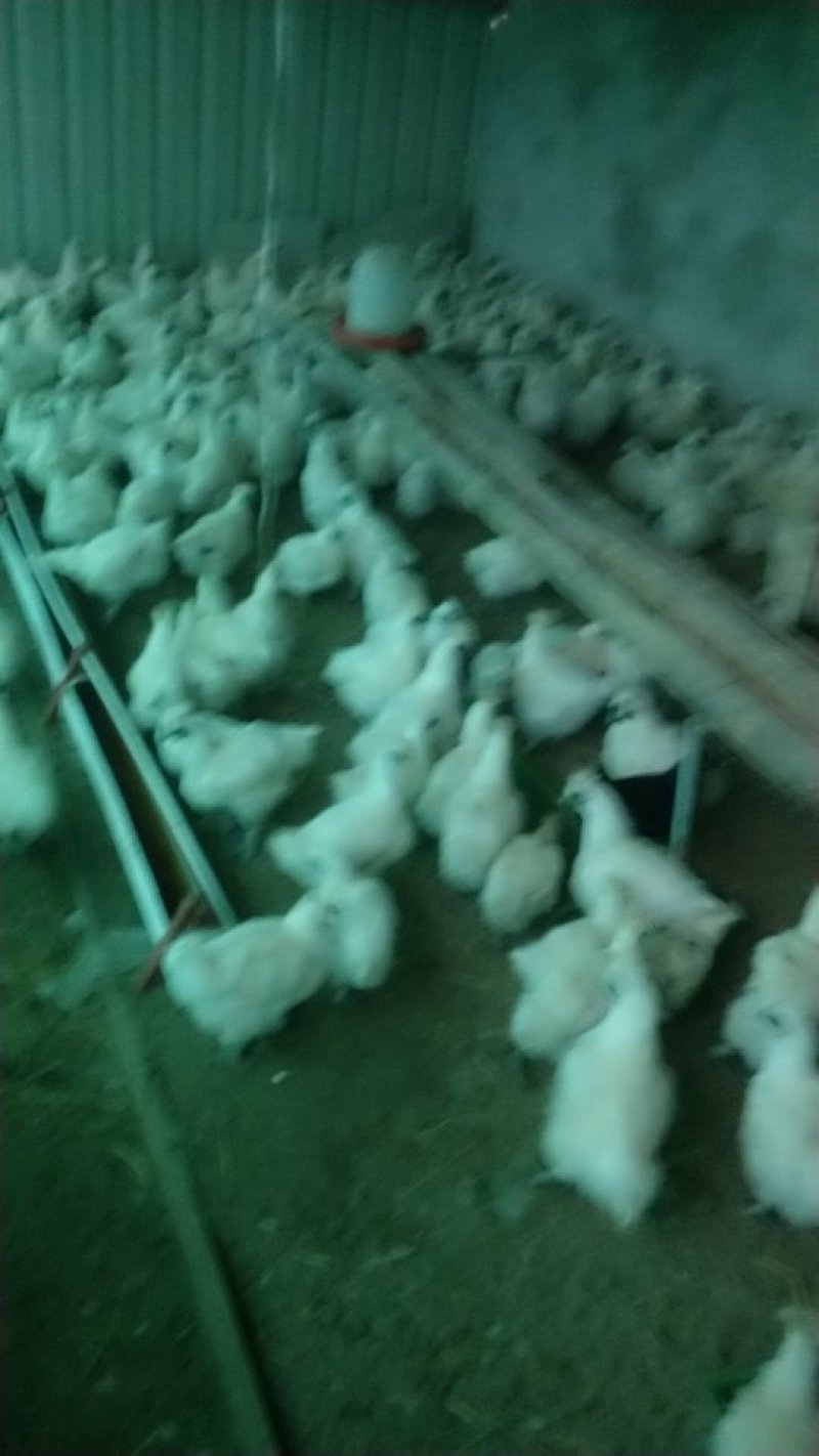 纯种乌鸡五指