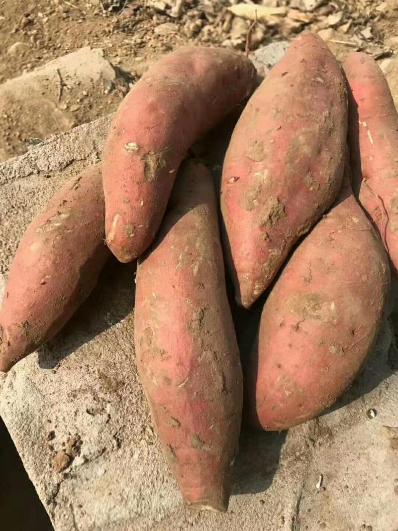 地瓜红薯西瓜红蜜薯烟薯25紫薯等品种可提供冷库地窖