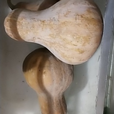 瑶山绿色种植土南瓜