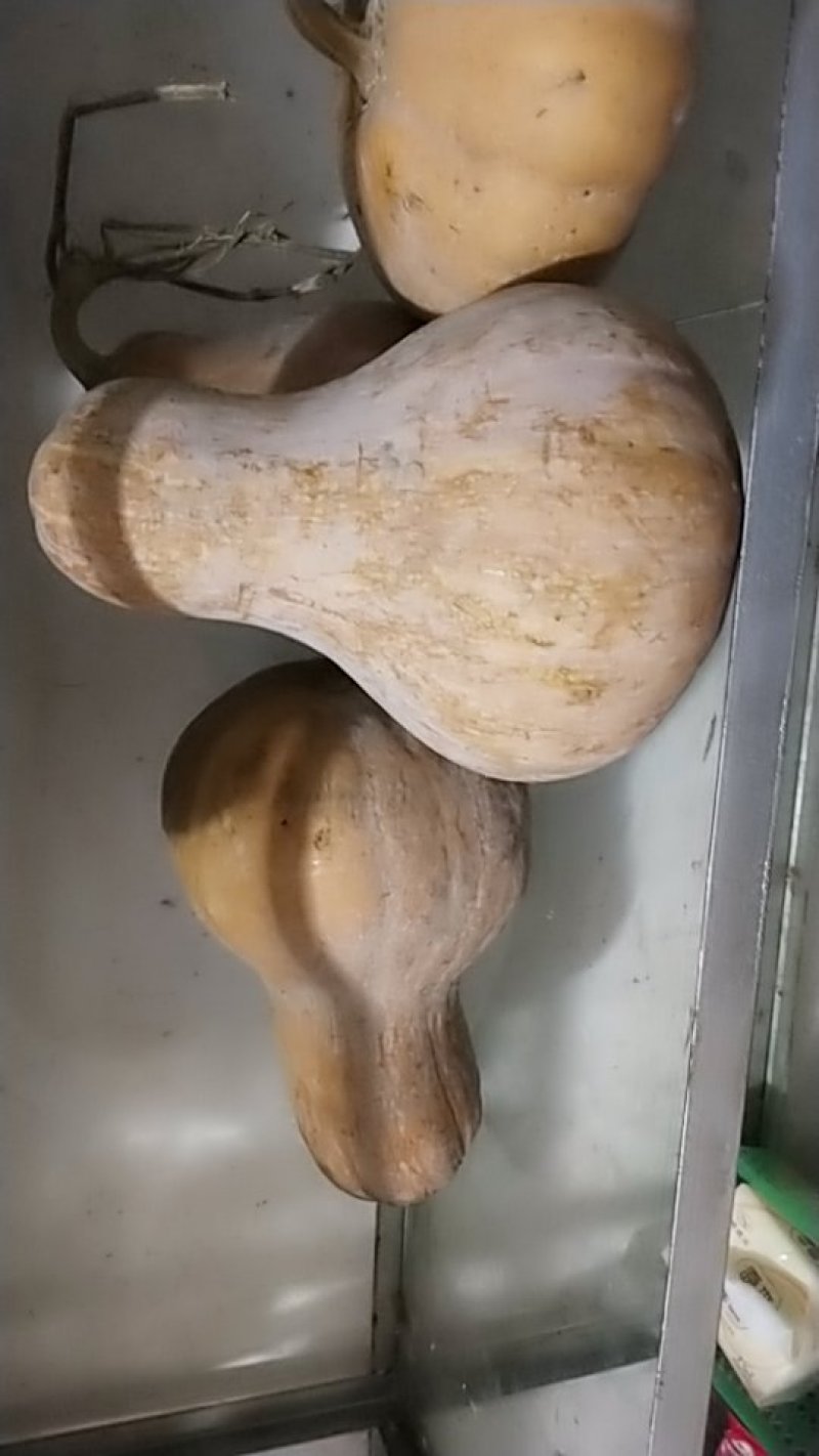 瑶山绿色种植土南瓜