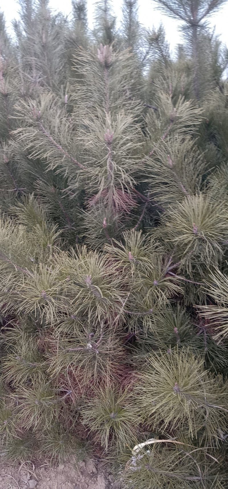 油松定植树