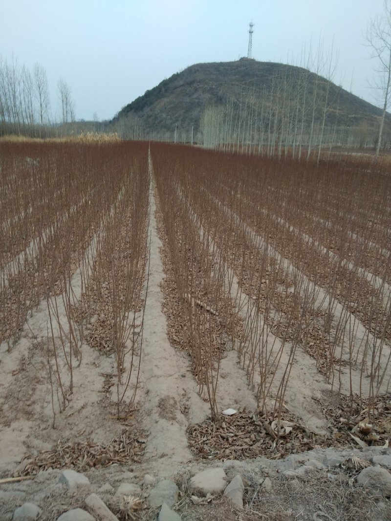 1到3公分李子苗。自己家苗圃出售，处理，苗子质量不用担忧