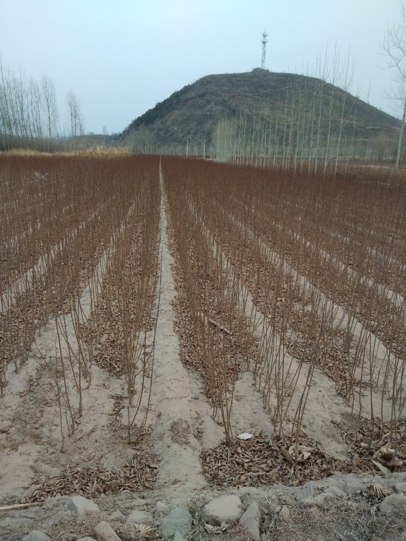 1到3公分李子苗。自己家苗圃出售，处理，苗子质量不用担忧