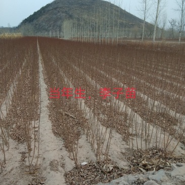 1到3公分李子苗。自己家苗圃出售，处理，苗子质量不用担忧