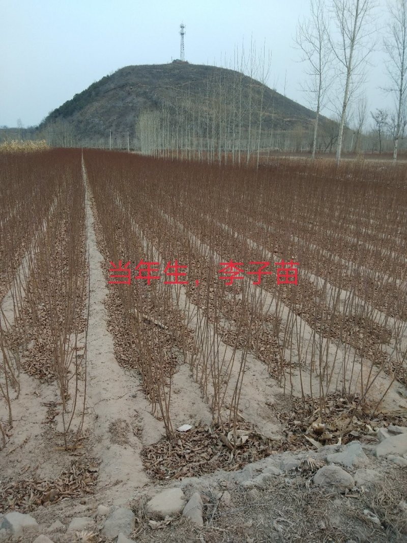 1到3公分李子苗。自己家苗圃出售，处理，苗子质量不用担忧