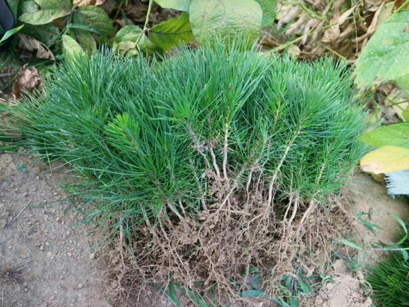 黑松1年苗