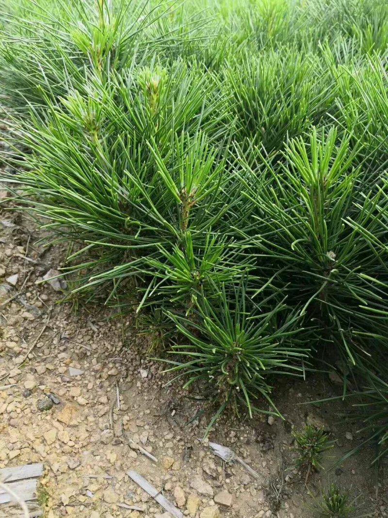 黑松1年苗