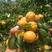 巨密杏树苗成活率高放心苗一棵也算批发价出售