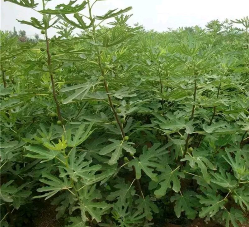 波姬红无花果苗【包邮】成活率高放心苗欢迎实地选苗