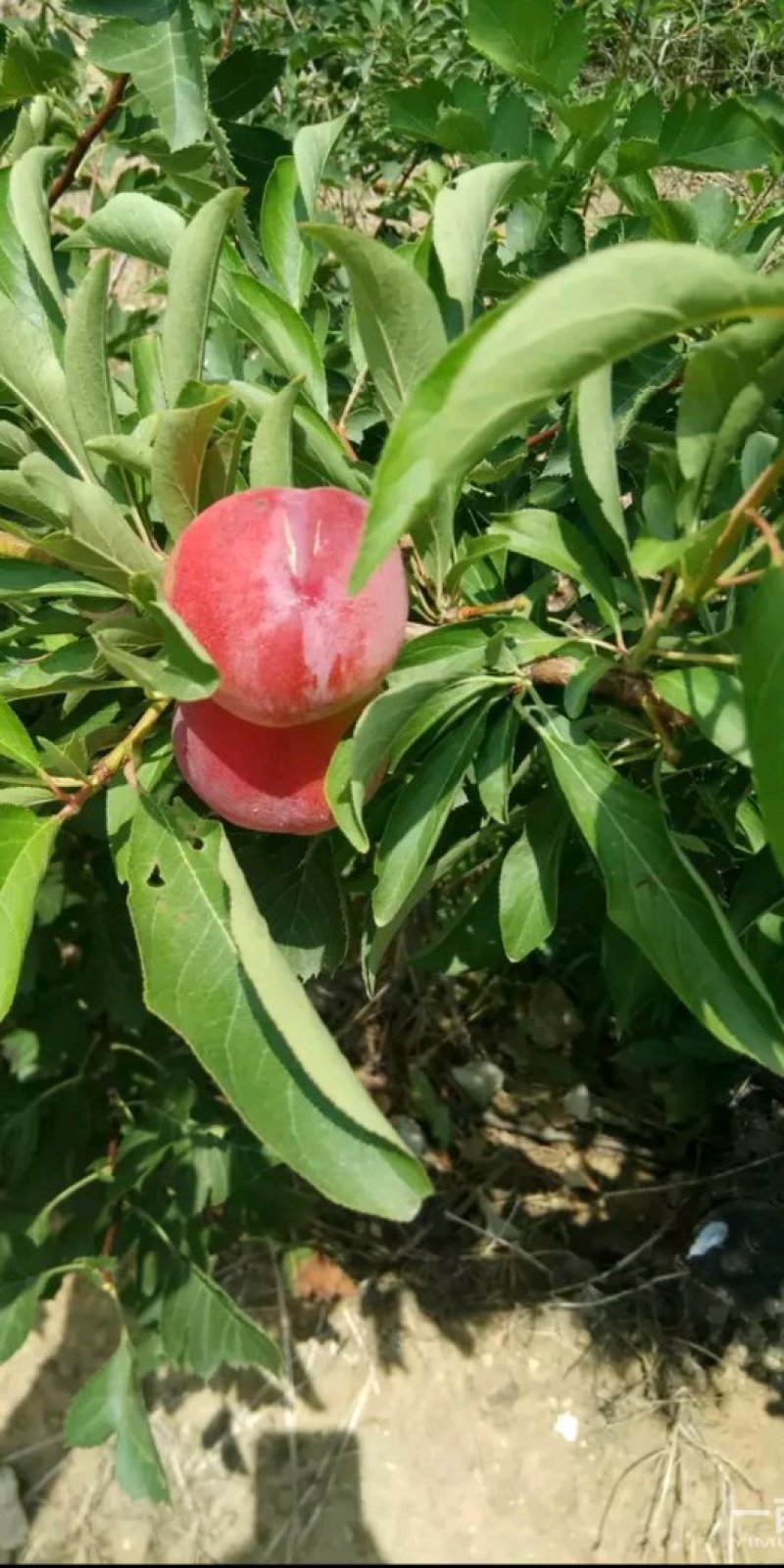 蜂糖李子苗基地直供，美国杏李李子苗，李子苗，李子树苗