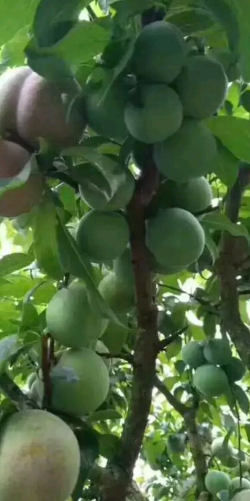 蜂糖李子苗基地直供，美国杏李李子苗，李子苗，李子树苗