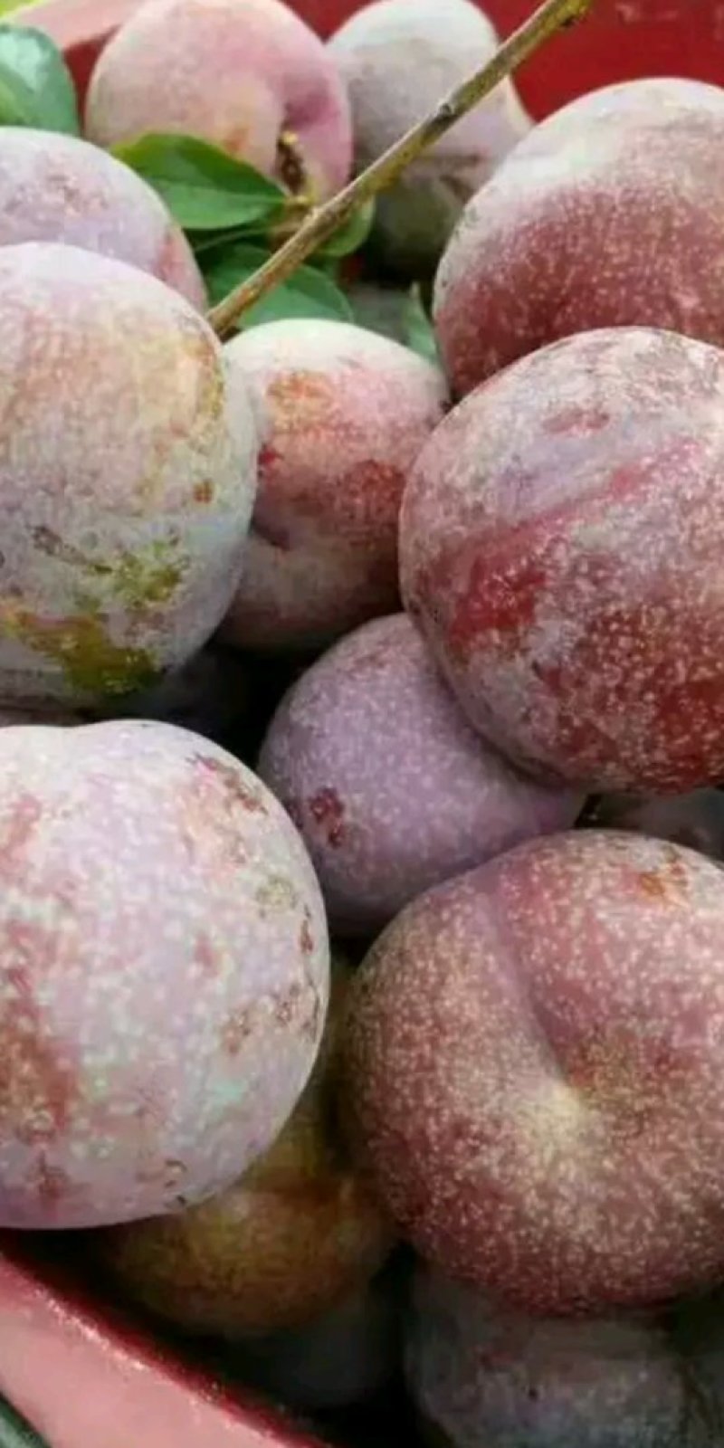 蜂糖李子苗基地直供，美国杏李李子苗，李子苗，李子树苗
