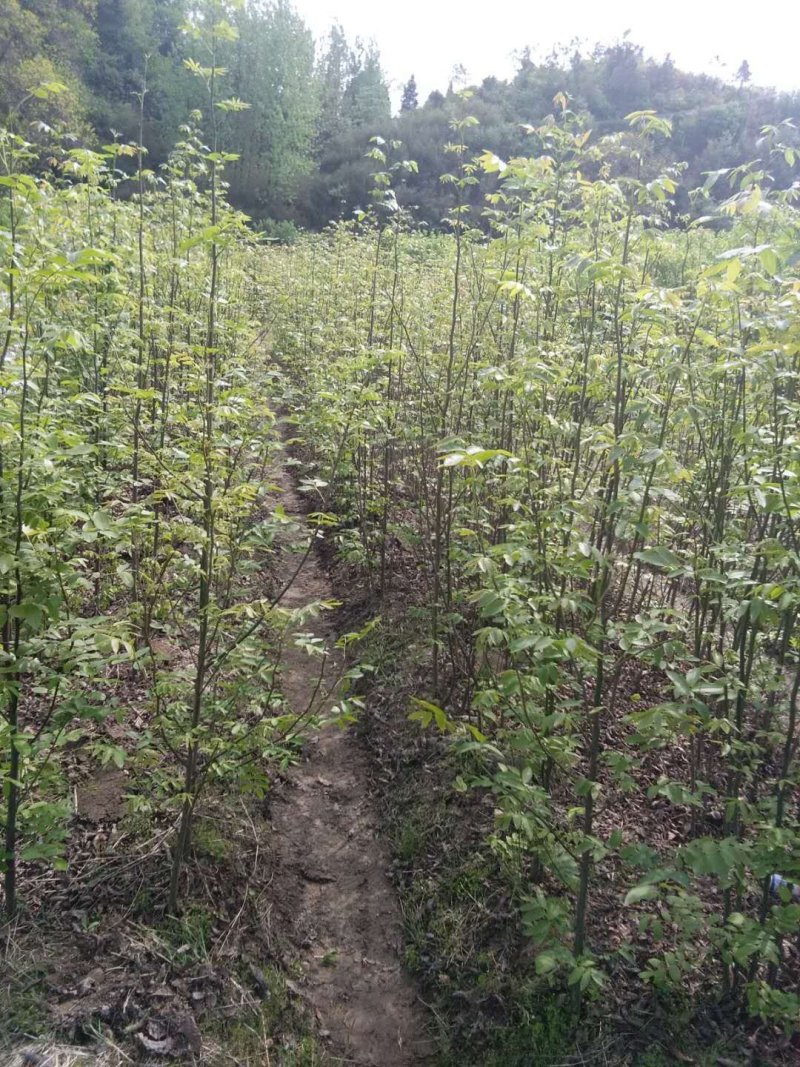 青钱柳树苗