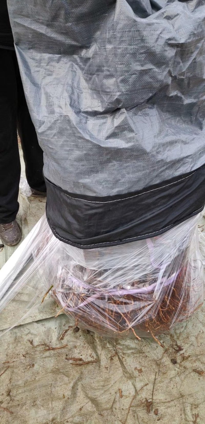 秋彤桃树苗黄金密4号桃苗83桃苗19桃苗
