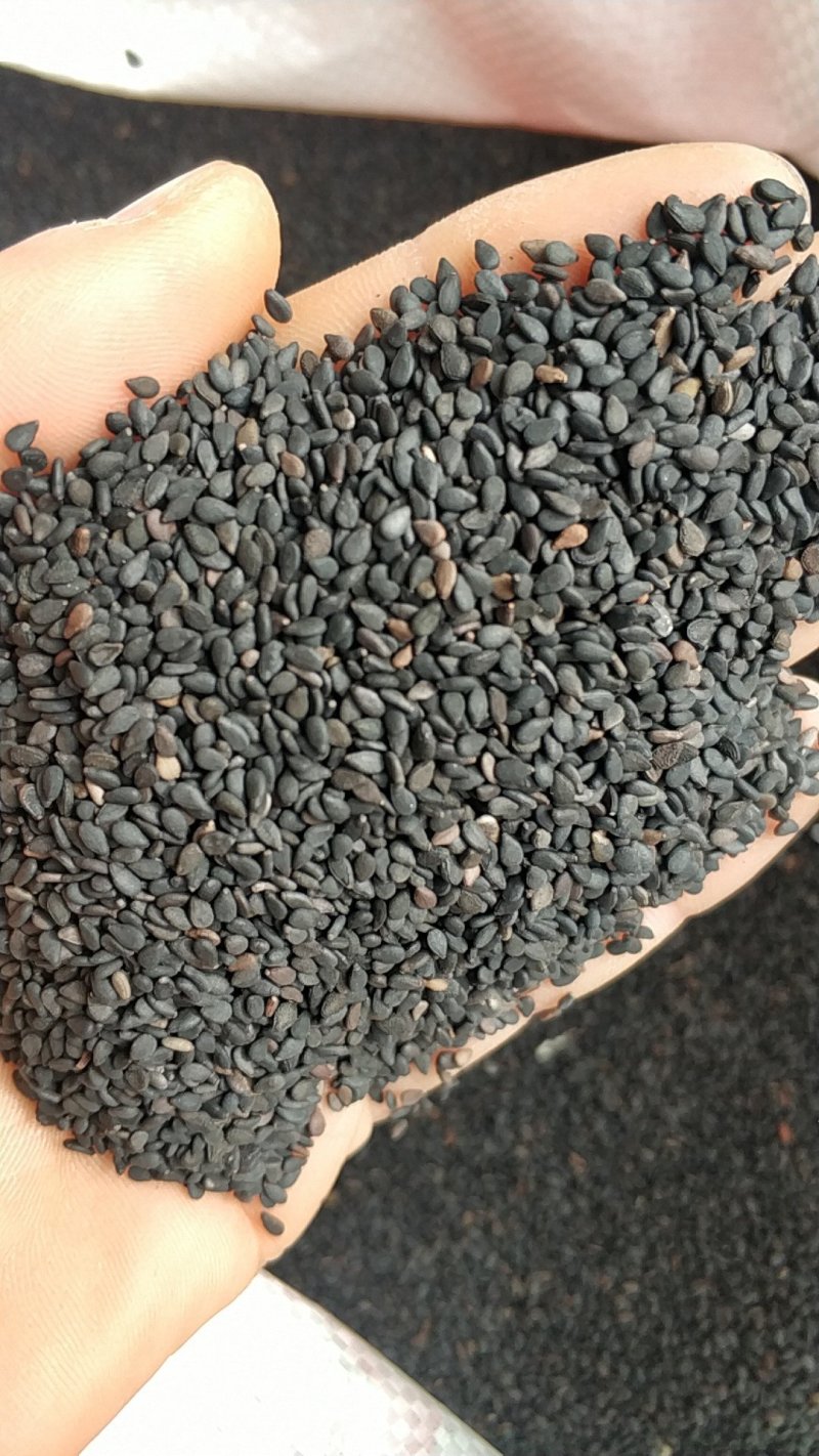 精品农家黑芝麻白芝麻脱皮芝麻特价销售