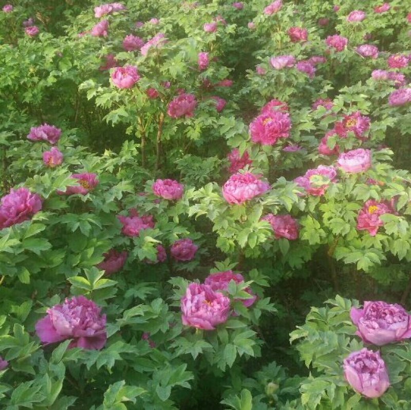 杜鹃信阳市浉河区董家河苗木花卉常年出售产地自营
