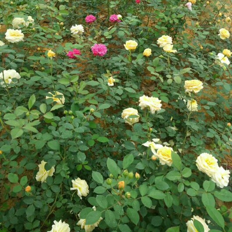 杜鹃信阳市浉河区董家河苗木花卉常年出售产地自营