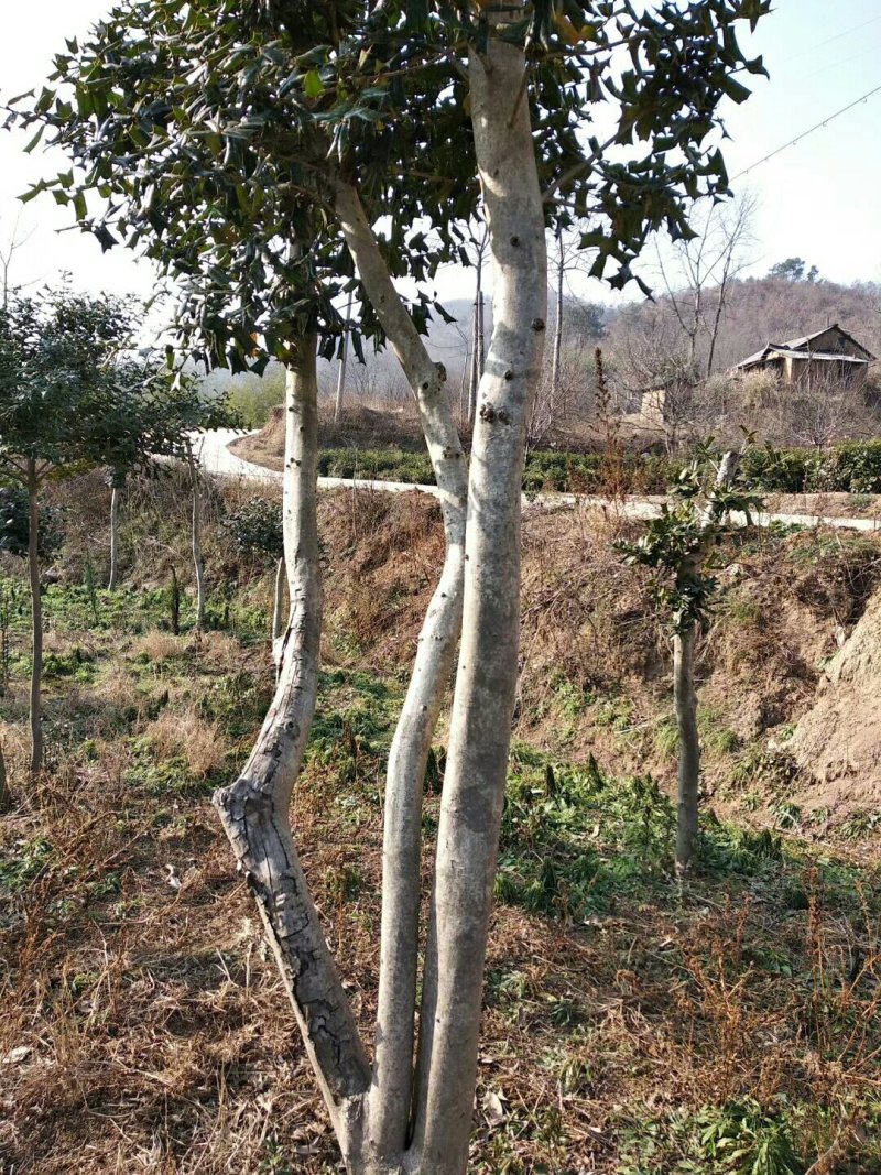 杜鹃信阳市浉河区董家河苗木花卉常年出售产地自营