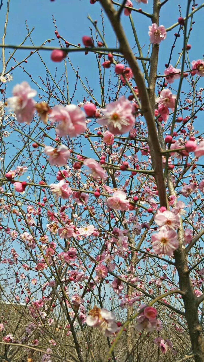 杜鹃信阳市浉河区董家河苗木花卉常年出售产地自营