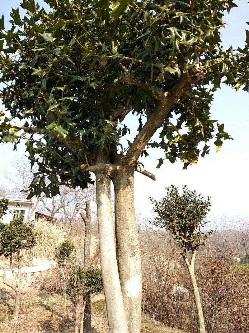 杜鹃信阳市浉河区董家河苗木花卉常年出售产地自营