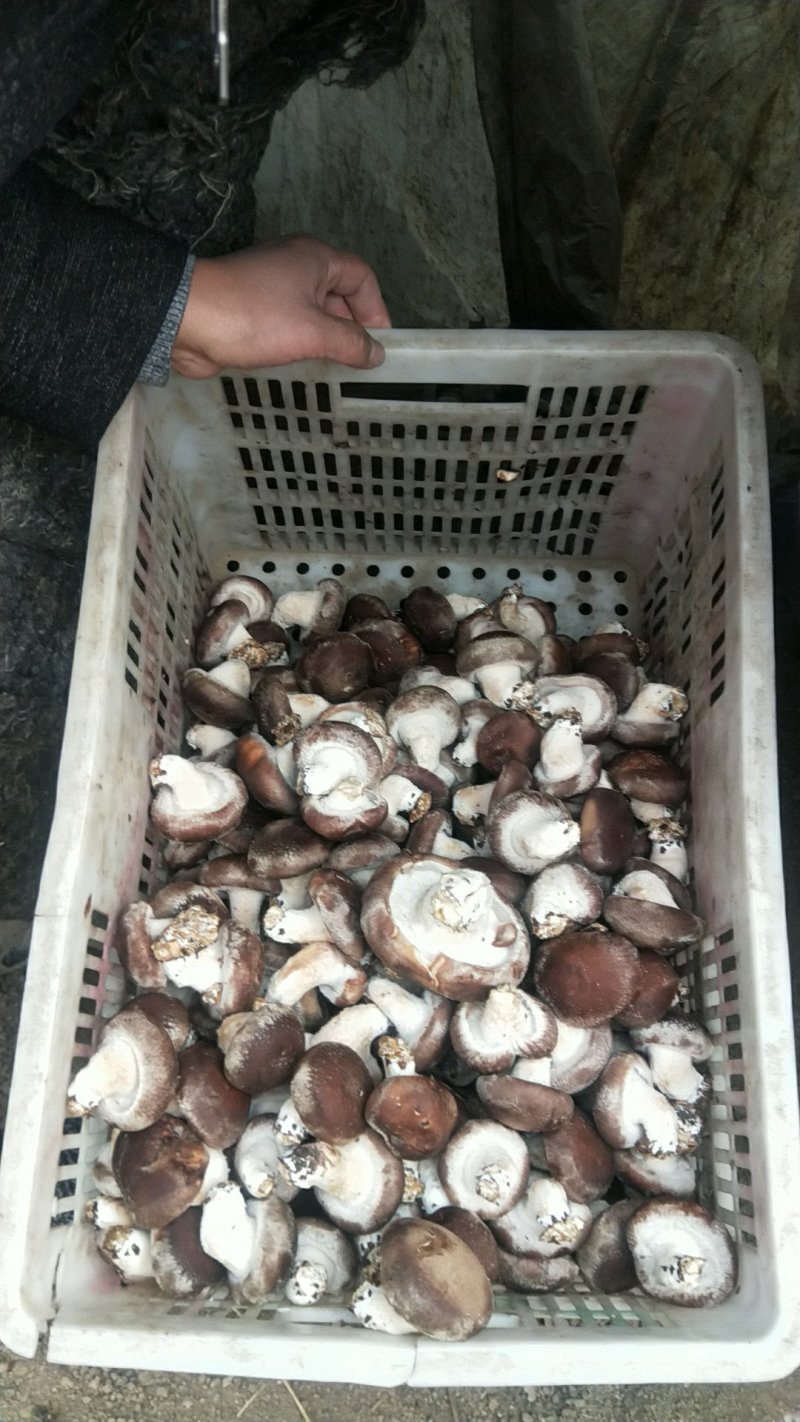 香菇