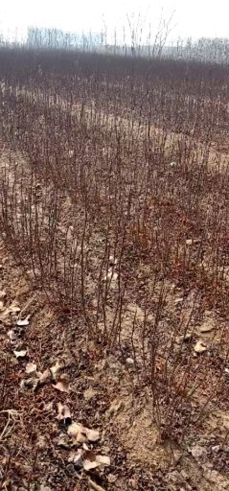 大红袍花椒苗狮子头花椒苗