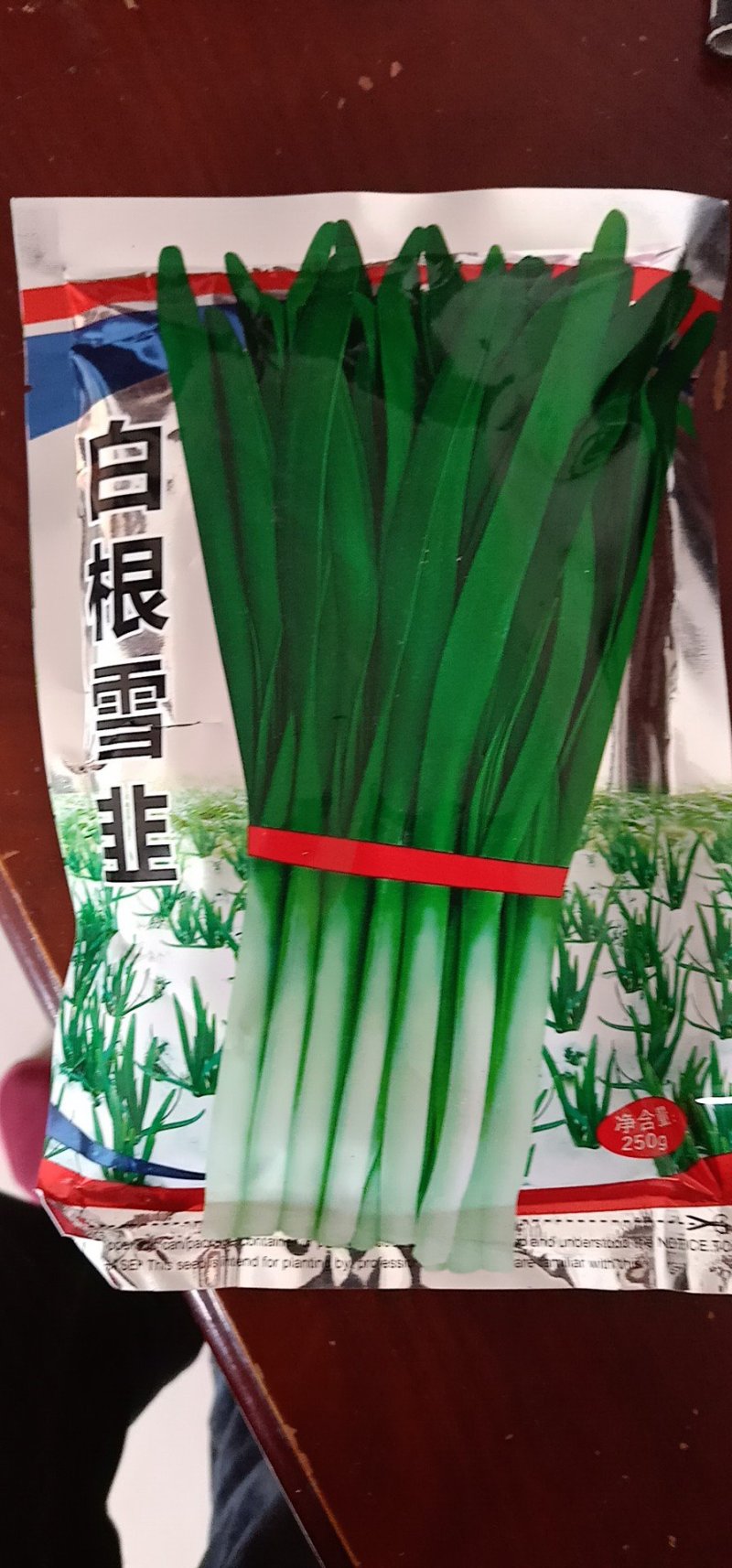 【优质】韭菜种子直立粗壮颜色深绿芽率好长势快品质好