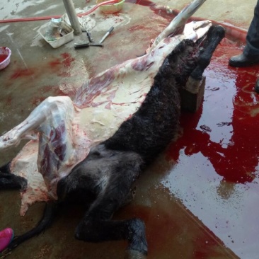 驴肉