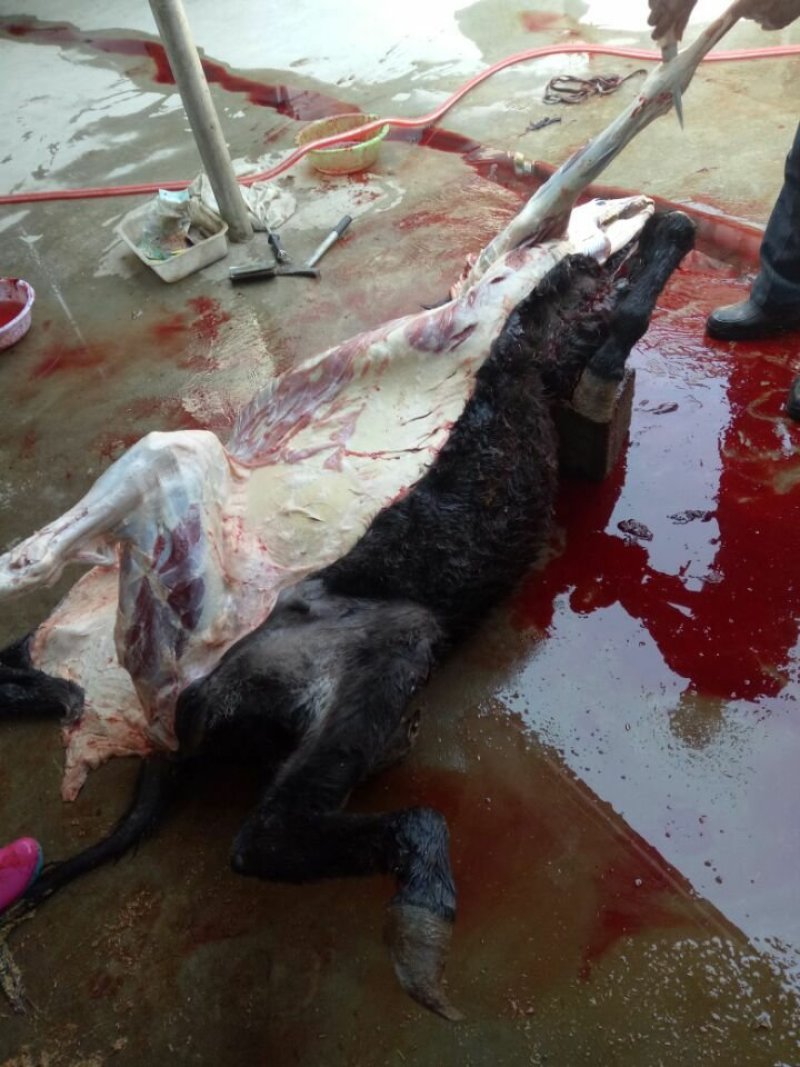 驴肉