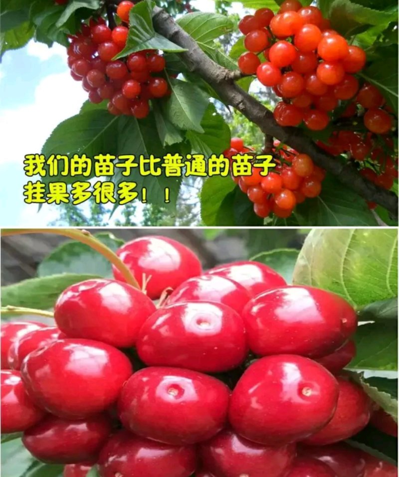 红灯笼樱桃苗一棵也算批发价出售放心苗