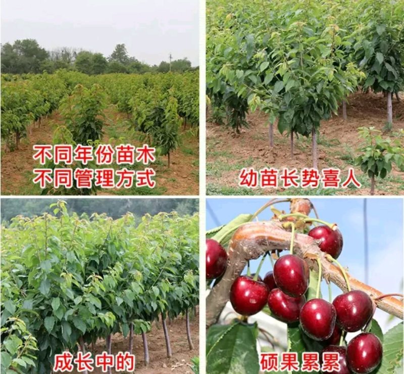 红灯笼樱桃苗一棵也算批发价出售放心苗
