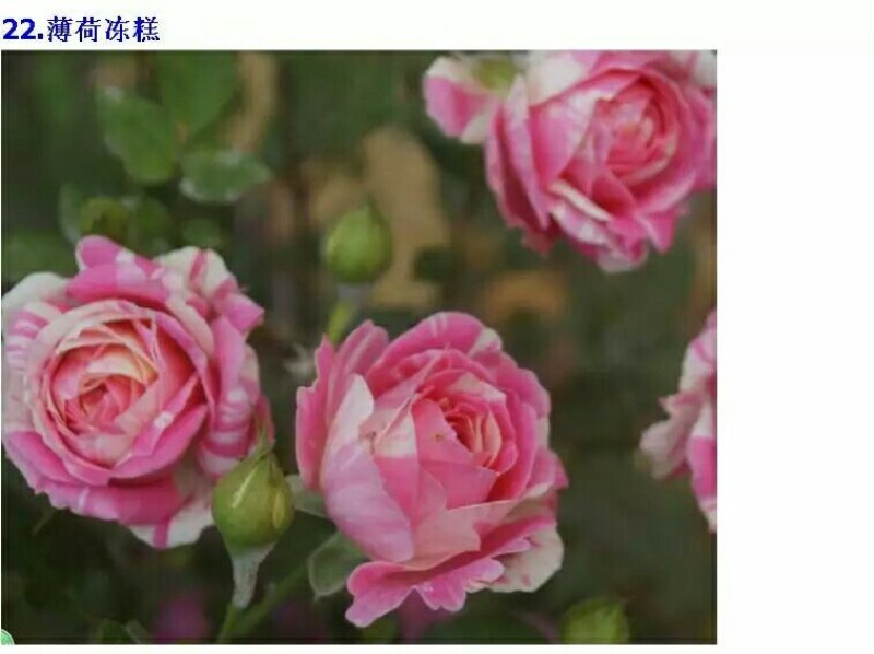 精品欧月