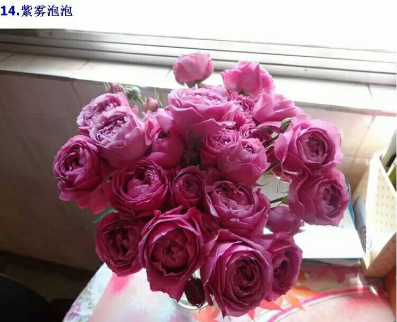 精品欧月