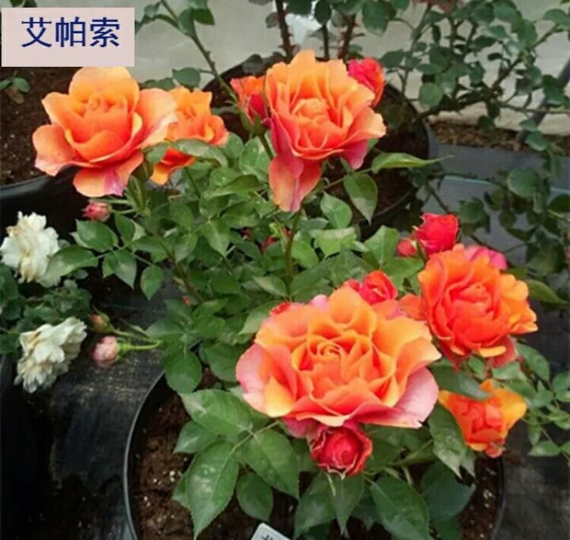 精品欧月