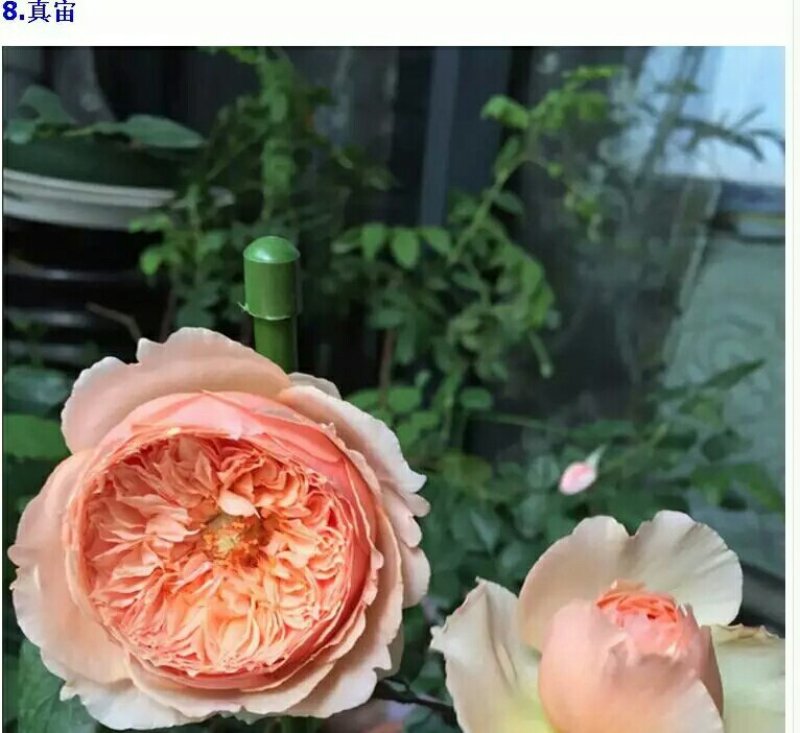 精品欧月