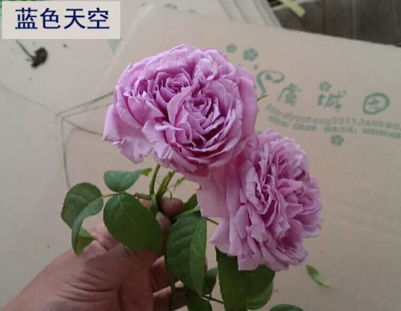 精品欧月