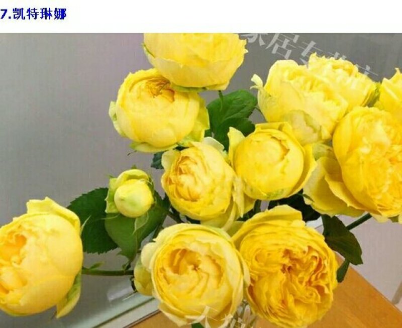 精品欧月