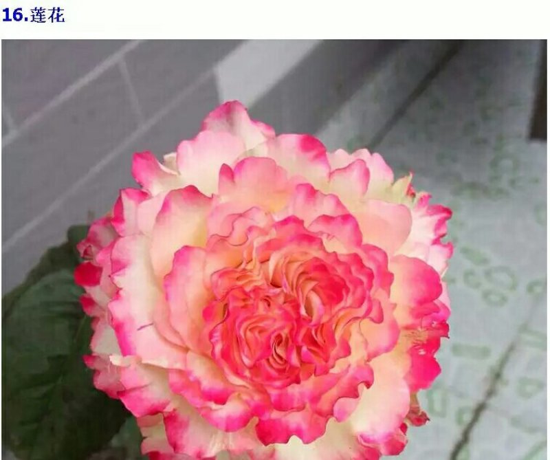 精品欧月