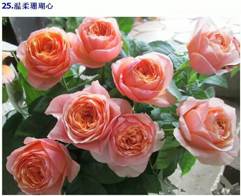 精品欧月