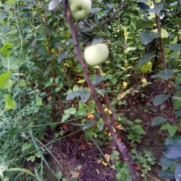 矮化挂果红富士苹果苗