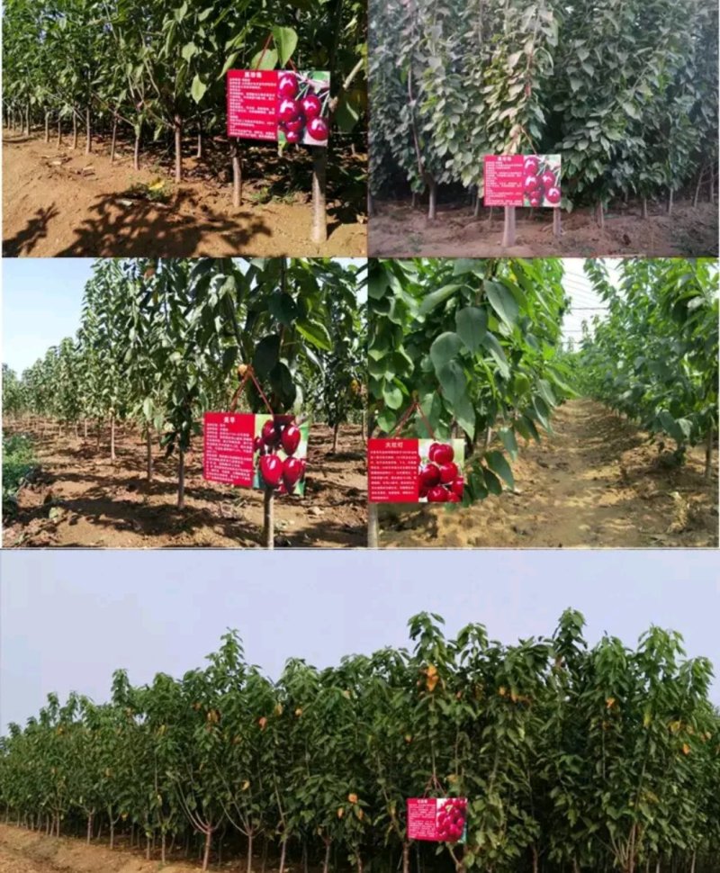黑珍珠樱桃苗欢迎老板来基地考察纯度100%放心苗
