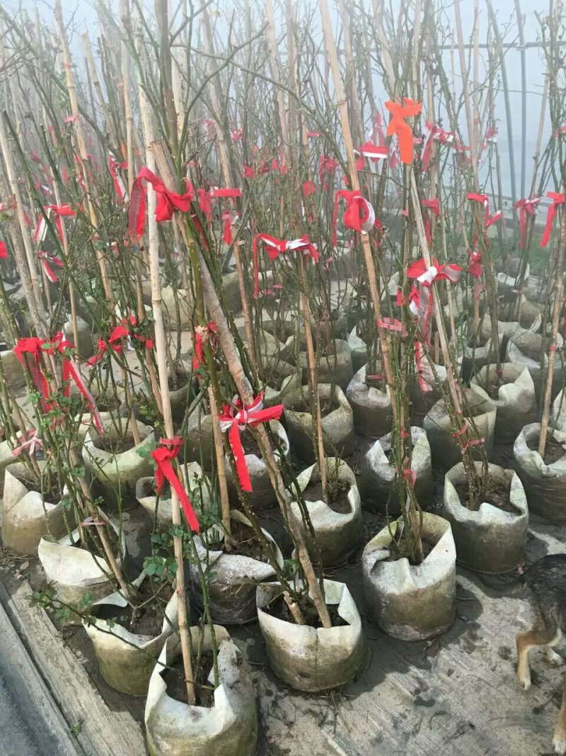 精品欧美月季苗