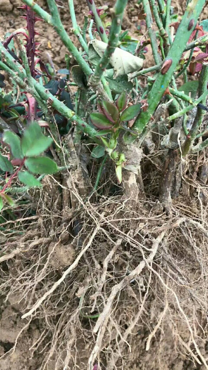 精品欧美月季苗